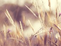 Blog_Rusticité
